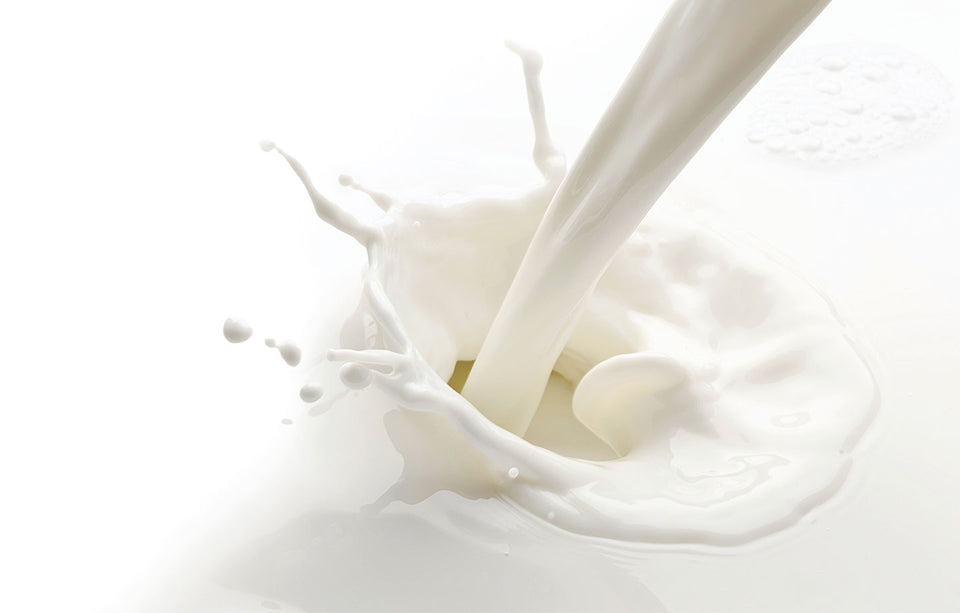 Everything you need to know about Milk Proteins