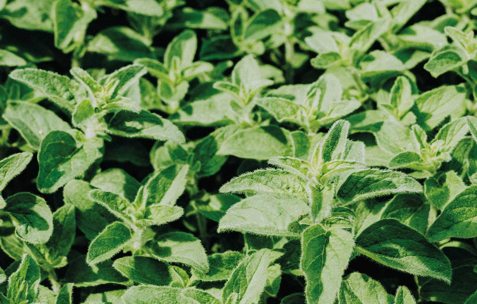 Organic Mint for beautiful hair