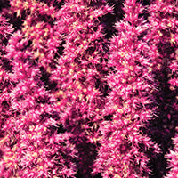 Amaranth Seed Extract