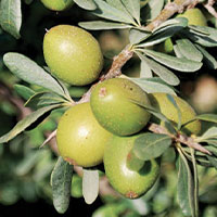 organic buriti, argan and coconut oils, shea butter and cocoa butter