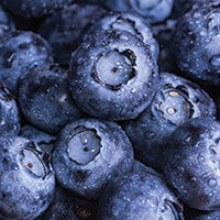 blueberry extract
