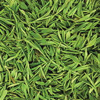 camellia sinensis