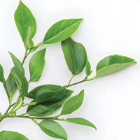 green tea extract