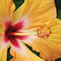 hibiscus oil