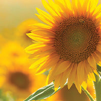 sunflower seed extract