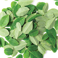 Moringa Oleifera Extract