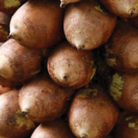 organic babassu oil